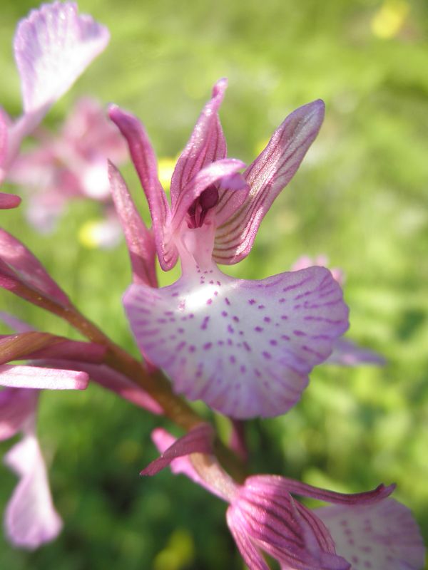 Anacamptis papilionacea x morio (forse)della Grecia